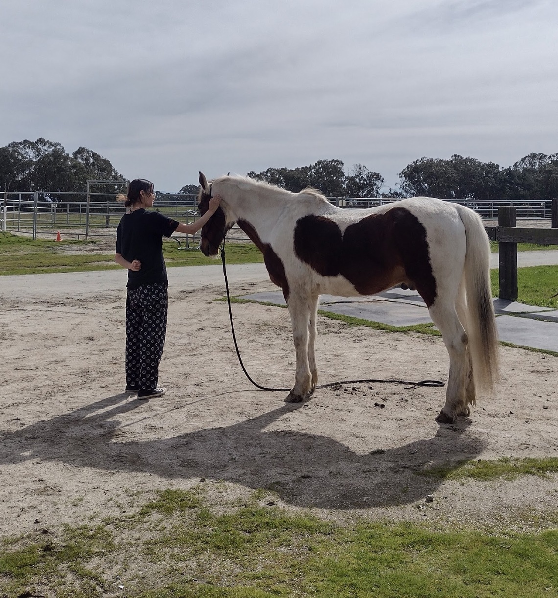 Rhiannon WP with Horse